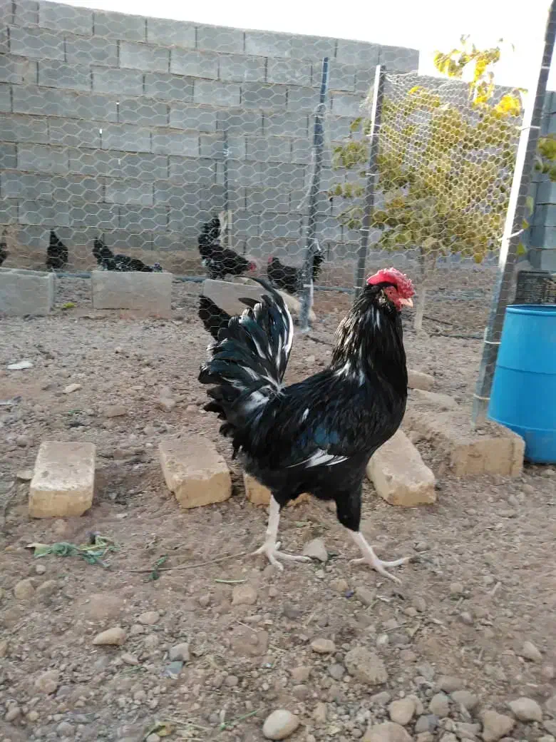 خروس گلین خال سوزنی|حیوانات مزرعه|شیراز, شهرک گلستان|دیوار