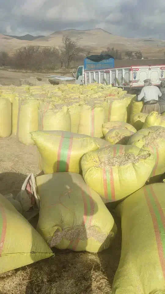 کاه درجه یک نرم ودرشت ارسال از کردستان|عمدهفروشی|آمل, |دیوار