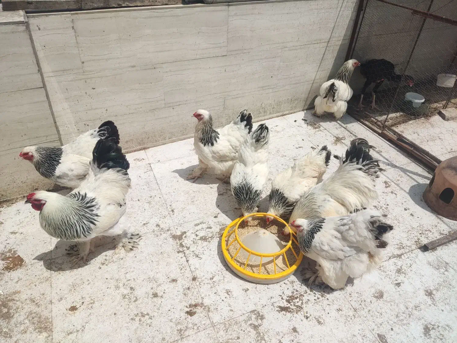 تخم مرغ نطفه دار برهما|حیوانات مزرعه|قائم‌شهر, |دیوار