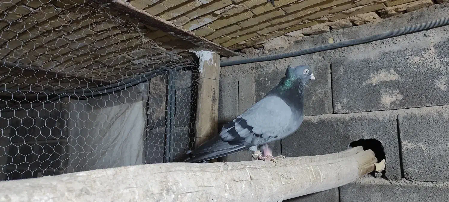 کبوتر سبز شهرضا|پرنده|شهرضا, |دیوار