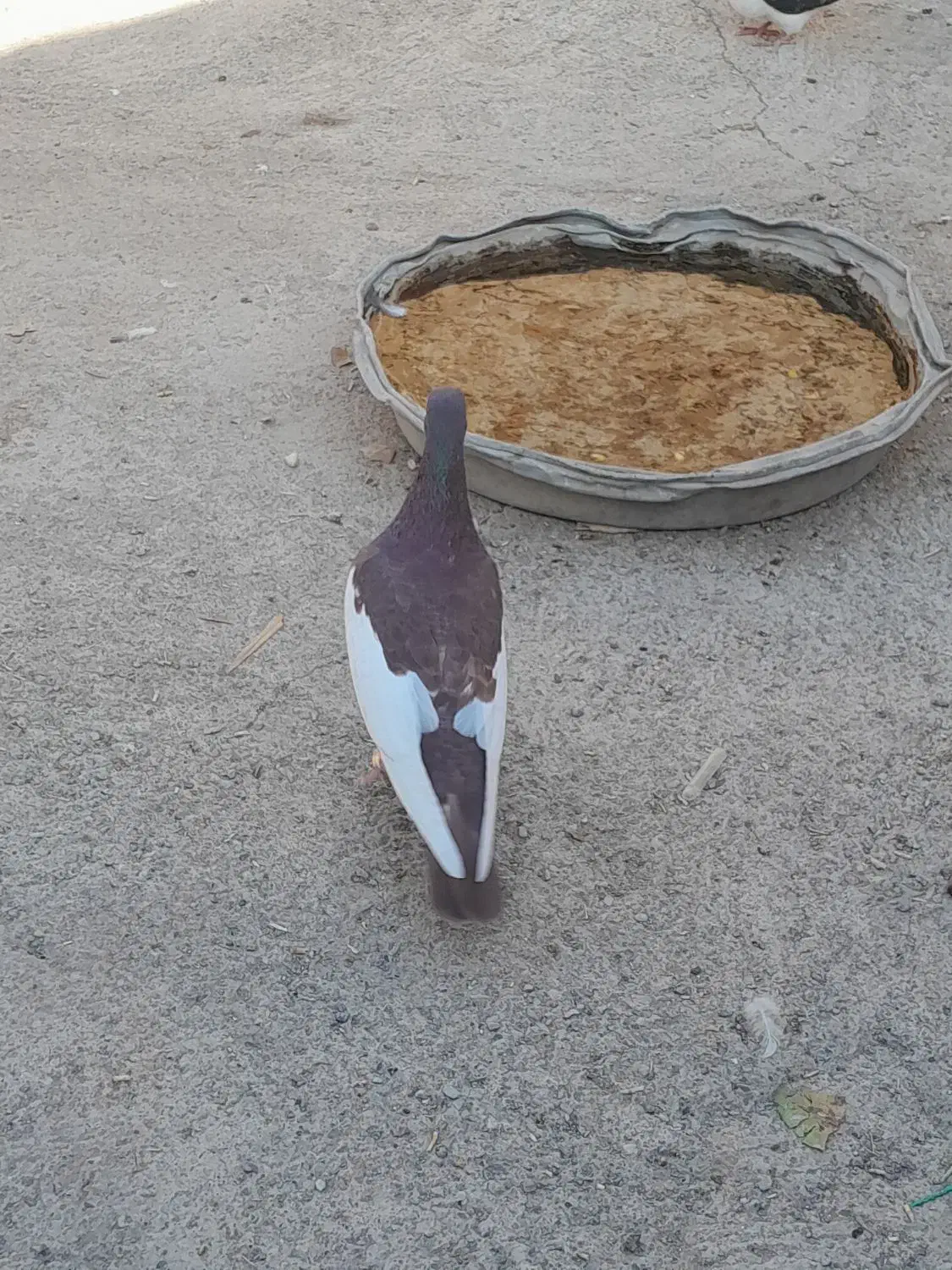 کفتر یهودی|پرنده|تربت‌حیدریه, پایانه مسافربری تربت حیدریه|دیوار