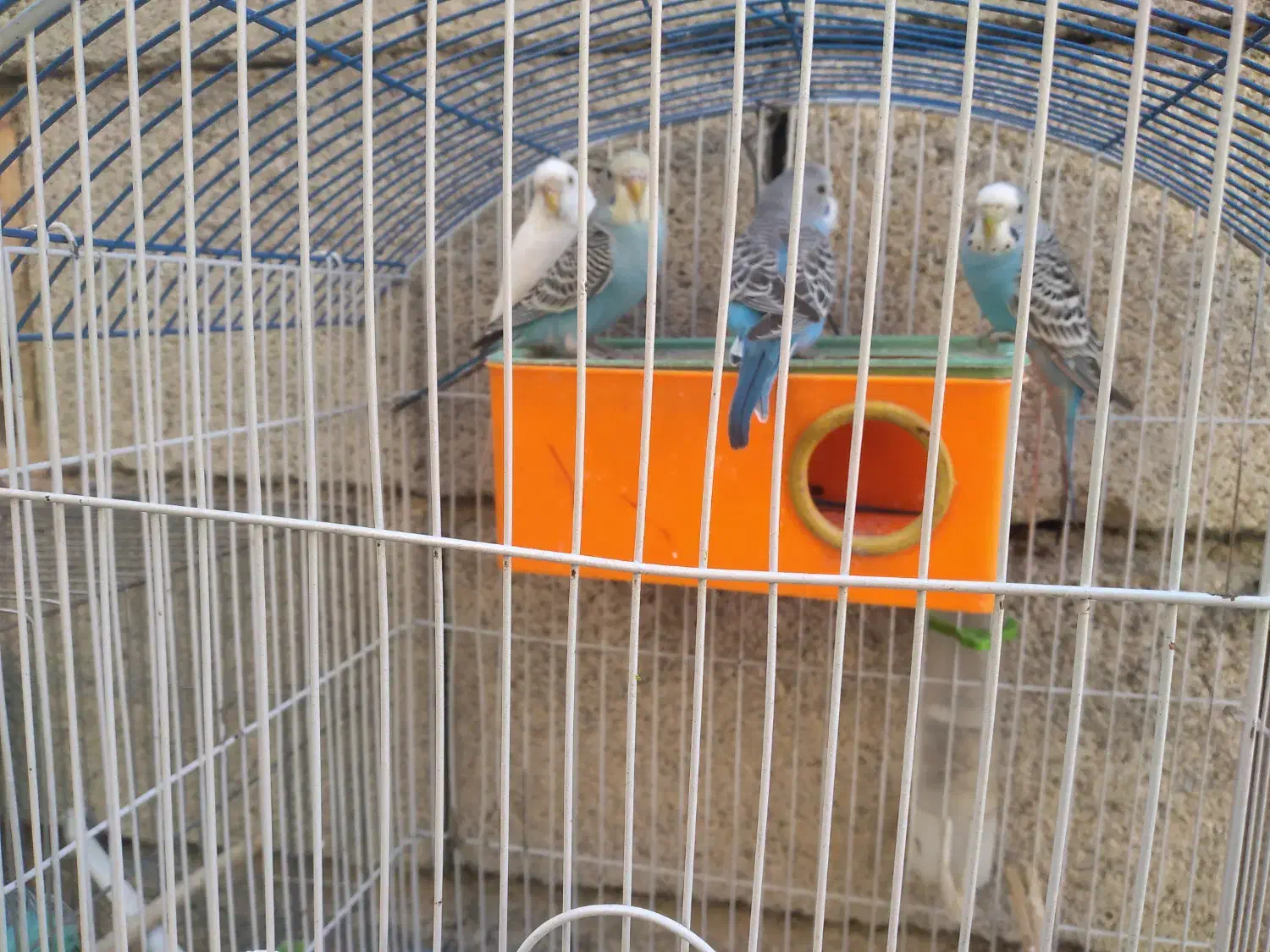 پرنده|پرنده|لالی, |دیوار