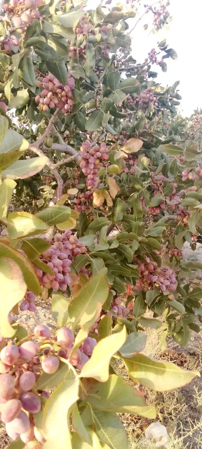 حرص پسته|گل و گیاه طبیعی|فردوس (خراسان), |دیوار