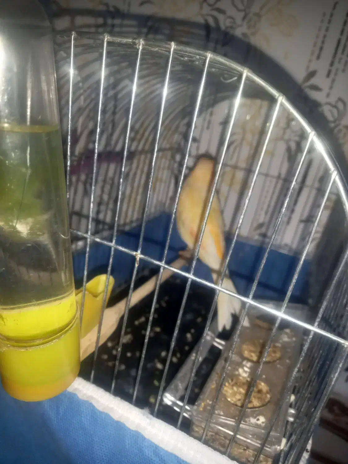 بچم تازه به دنیا اومده به پرنده حساسیت داره|پرنده|محمدیه-قزوین, |دیوار