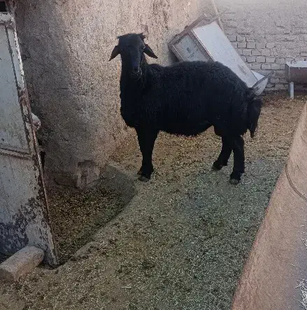 بره قوچ|حیوانات مزرعه|سردرود, |دیوار