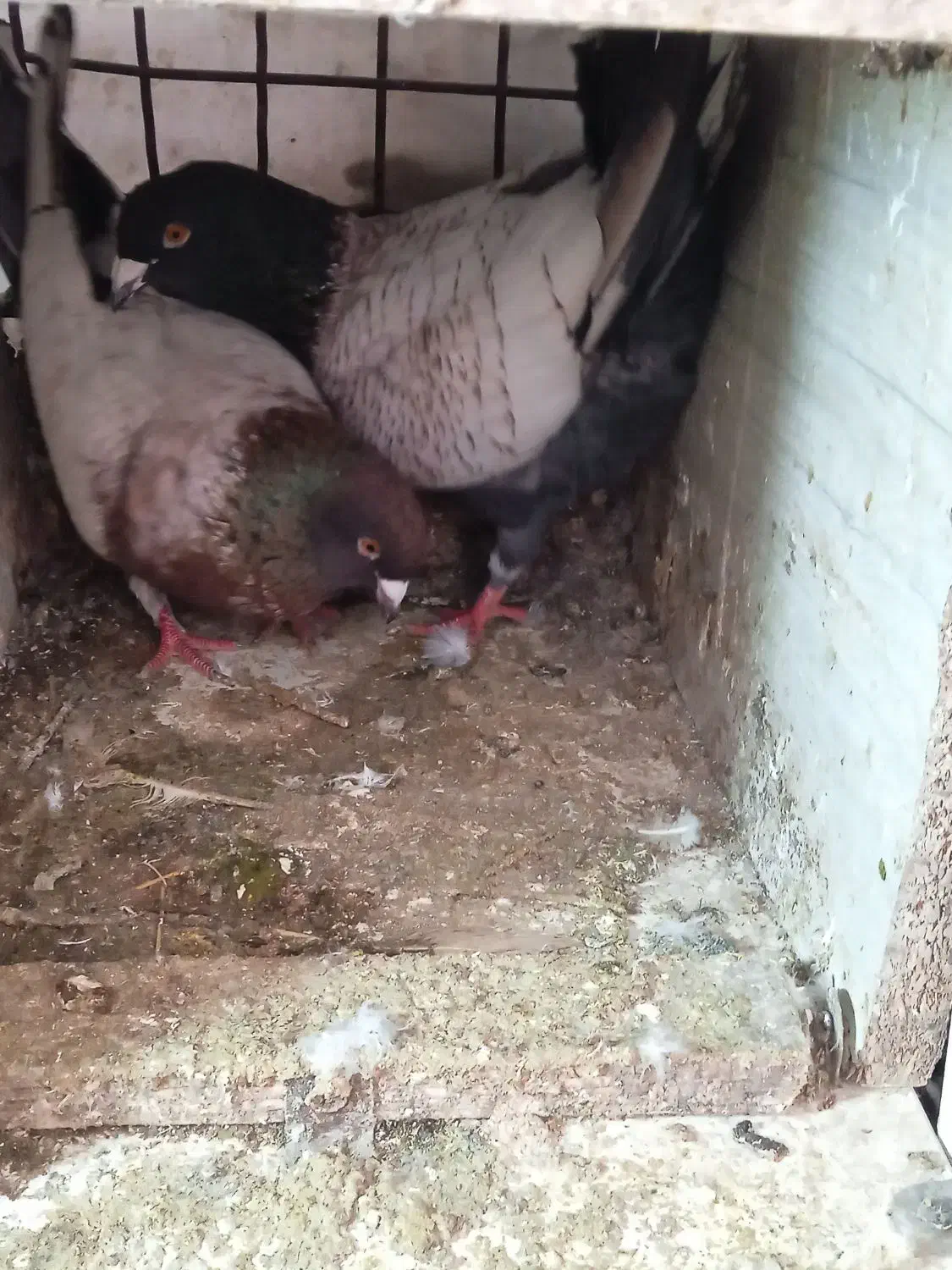 کبوتر طاووسی|پرنده|گلبهار, شهر جدید گلبهار|دیوار