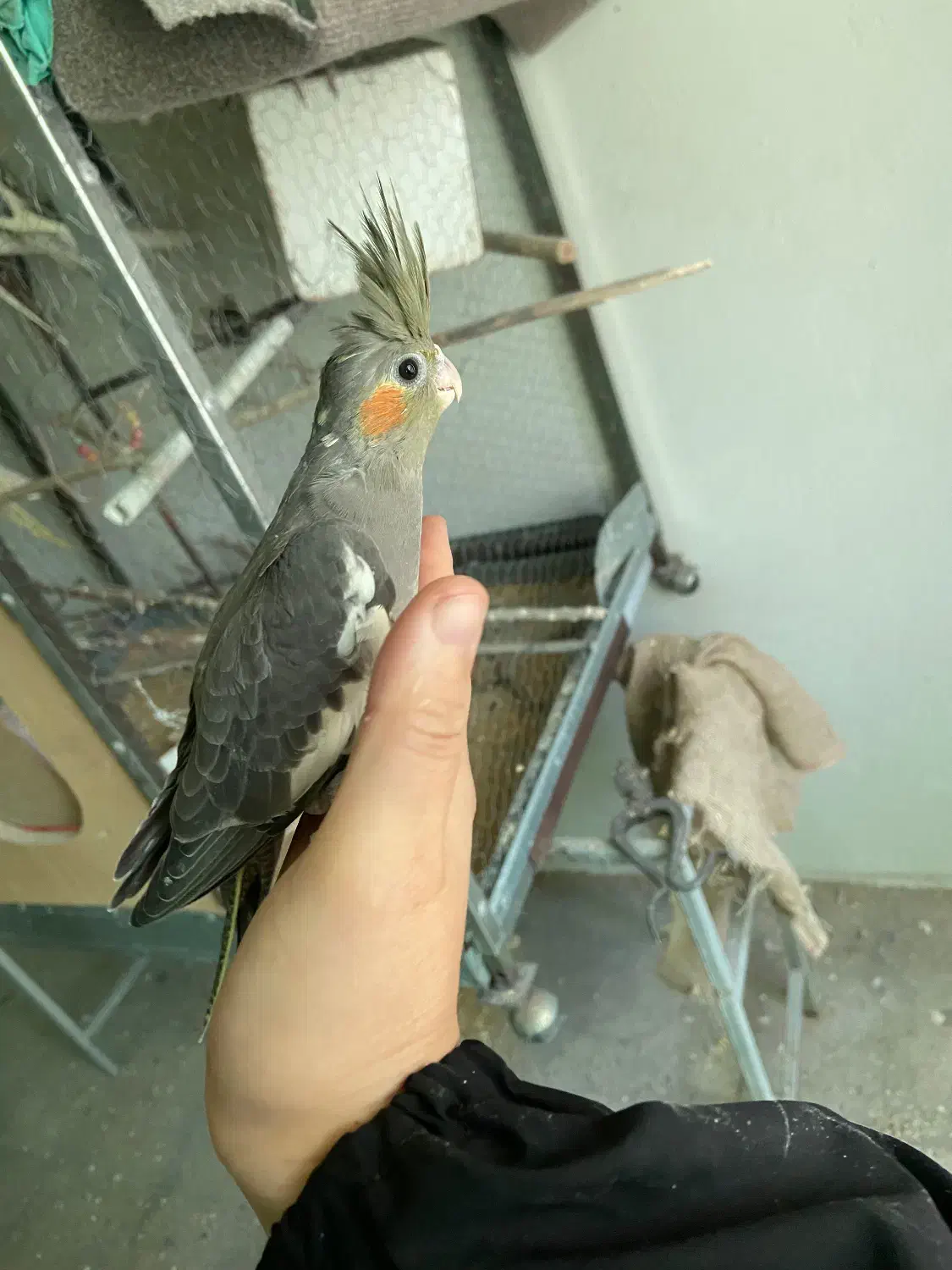 عروس هلندی نرم خور|پرنده|قدس, شهر‌قدس|دیوار