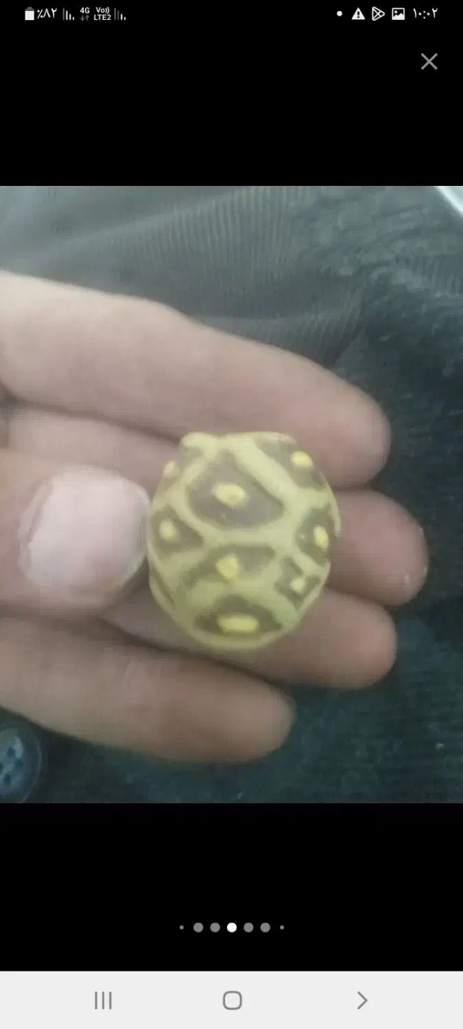 انگشترنقره|جواهرات|آبیک, |دیوار