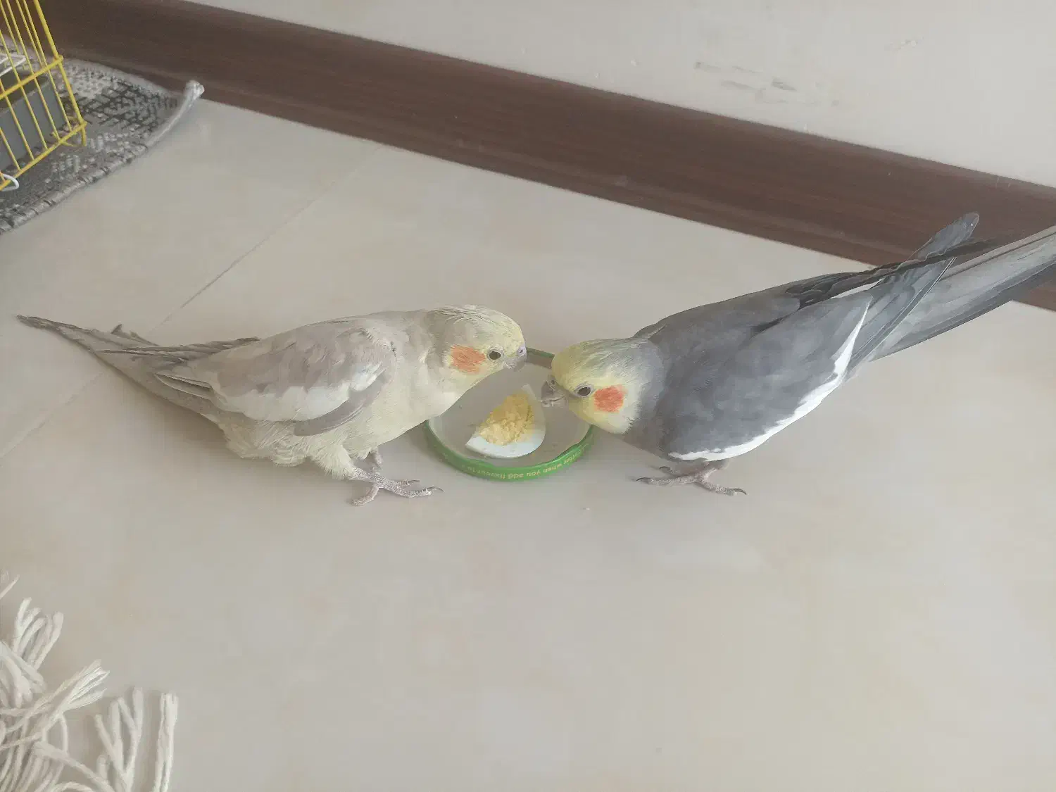 عروس هلندی|پرنده|بومهن, |دیوار