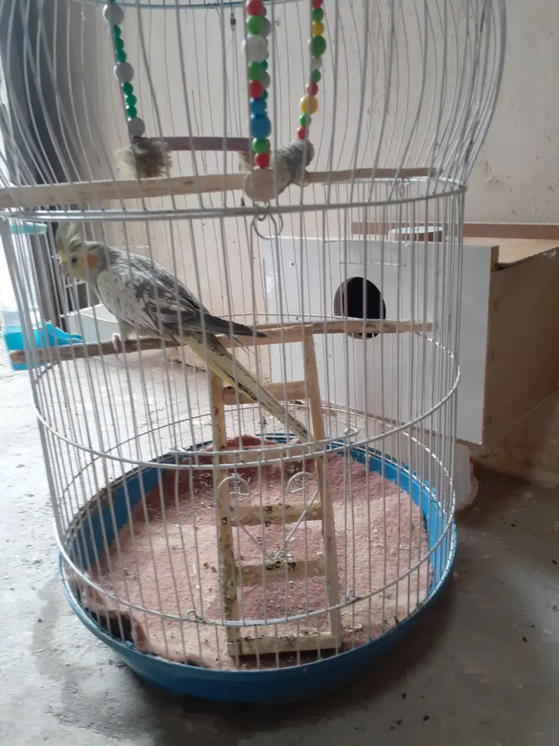 عروس هلندی خوشگل و اهلی|پرنده|مراغه, |دیوار