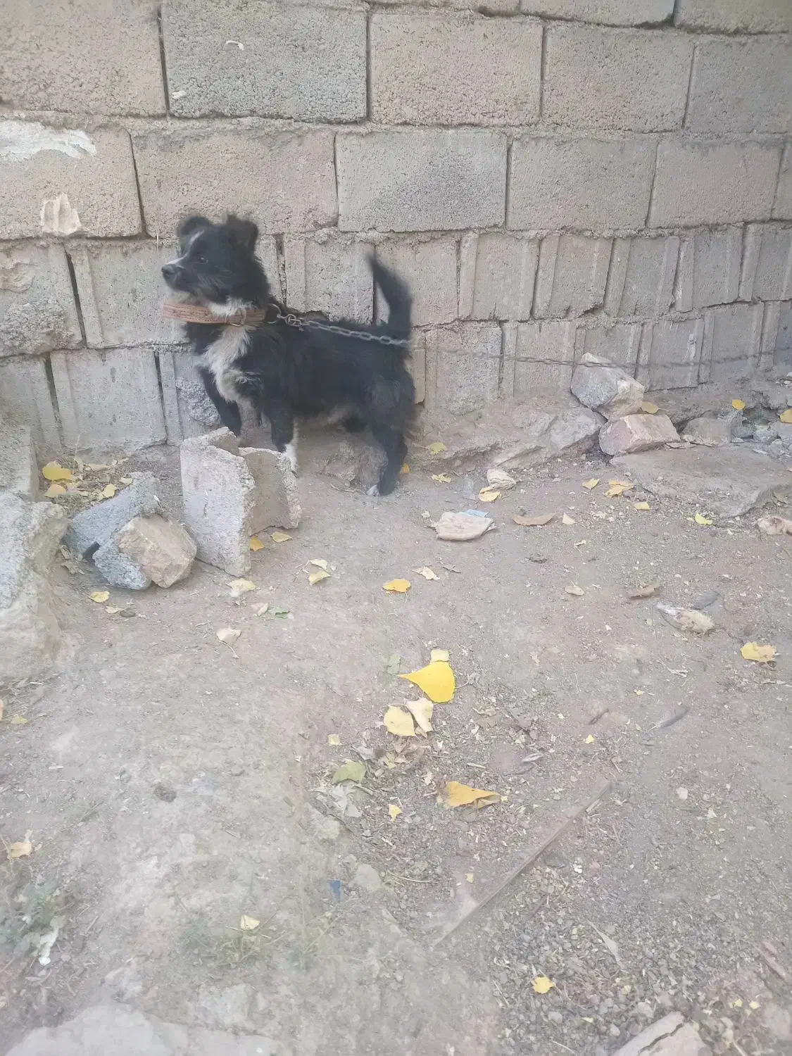 سگ پاپی فروشی قیمت توافقی.|سگ|زنده رود, |دیوار