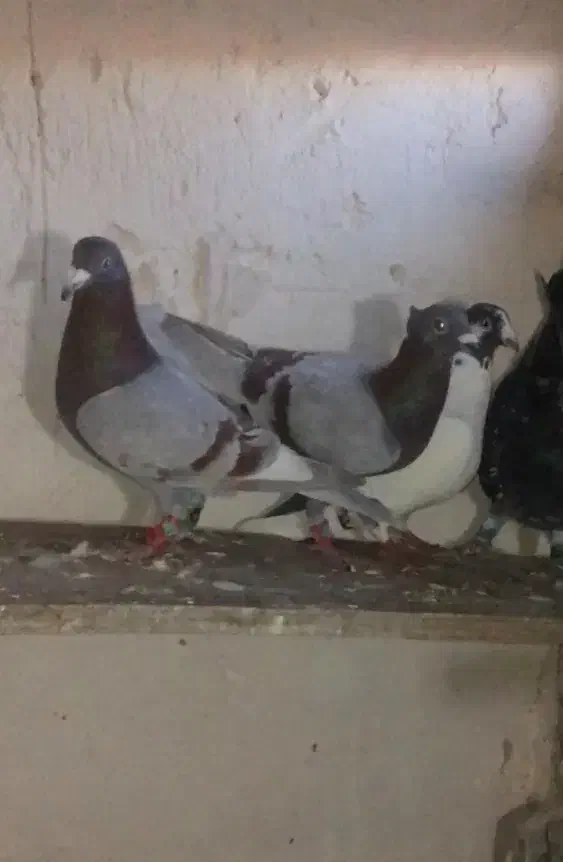 کفتر|حیوانات|بجنورد, |دیوار