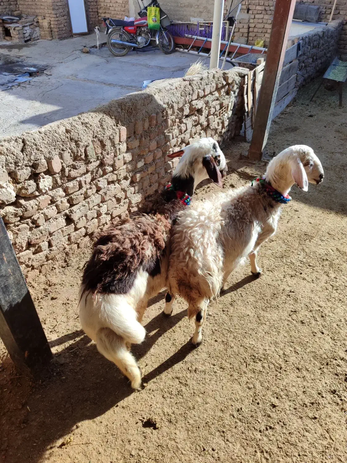 بره قوچای پلنگی و افشاری|حیوانات مزرعه|بروجرد, |دیوار