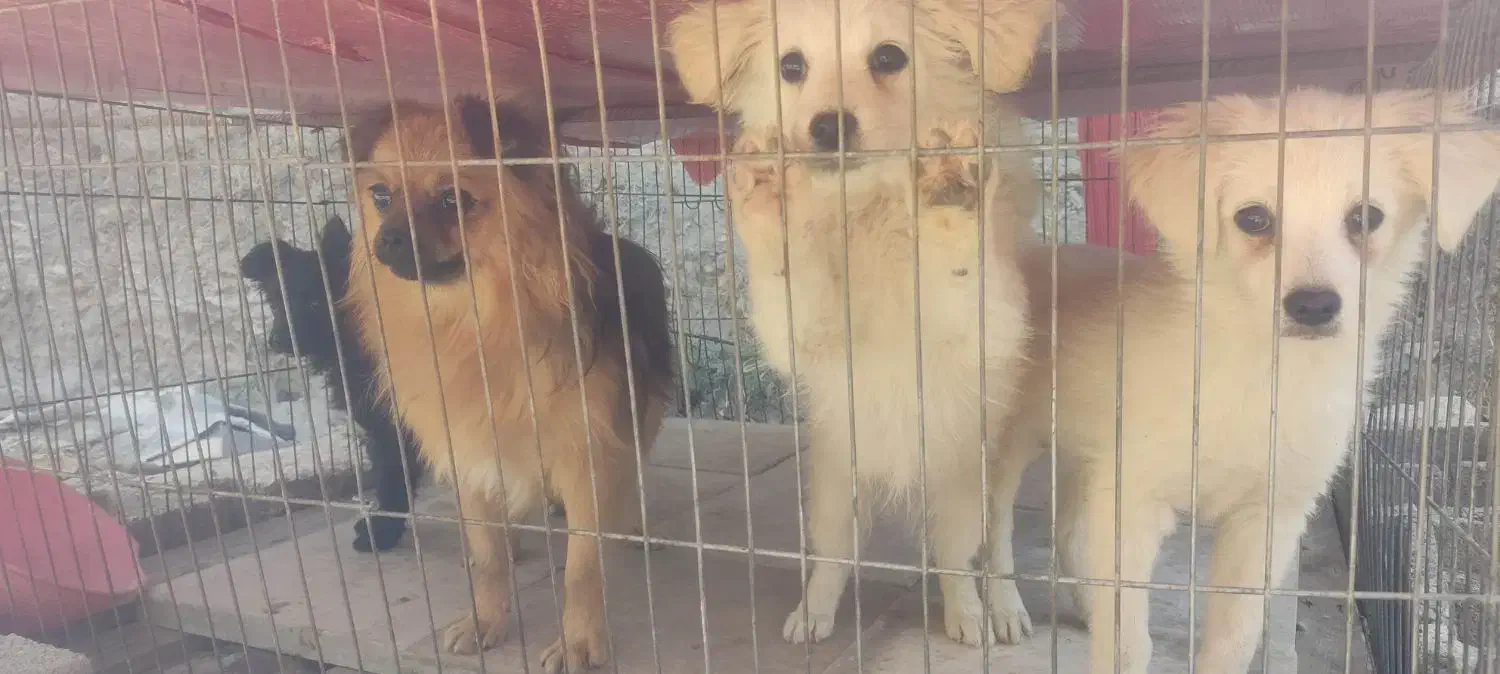 سگ پاکوتاه پامریین شناسنامهدار|سگ|زنجان, |دیوار