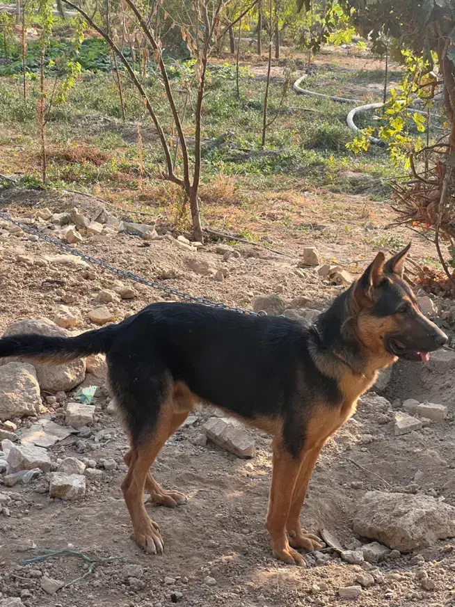 سگ ژرمن ۶ ماهه|سگ|باقرشهر, |دیوار