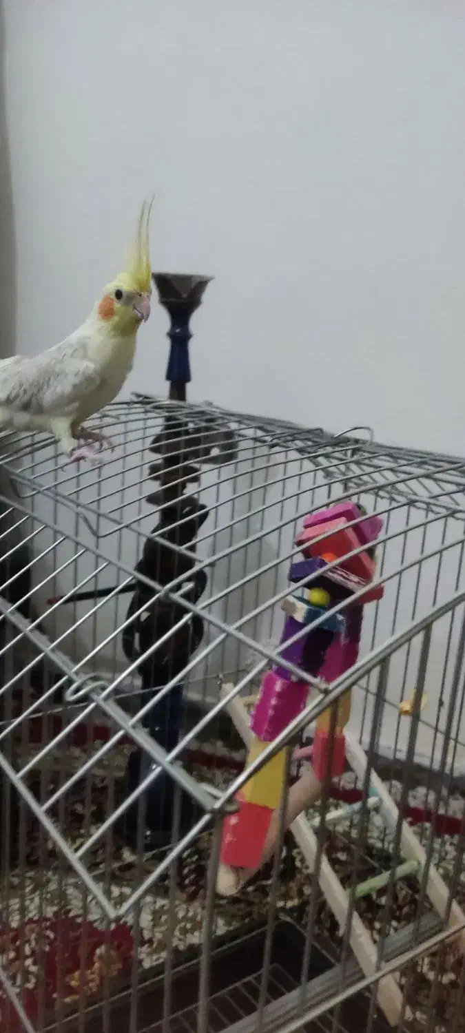 عروس هلندی گل باقالی نر همراه با قفس|پرنده|کرمان, |دیوار