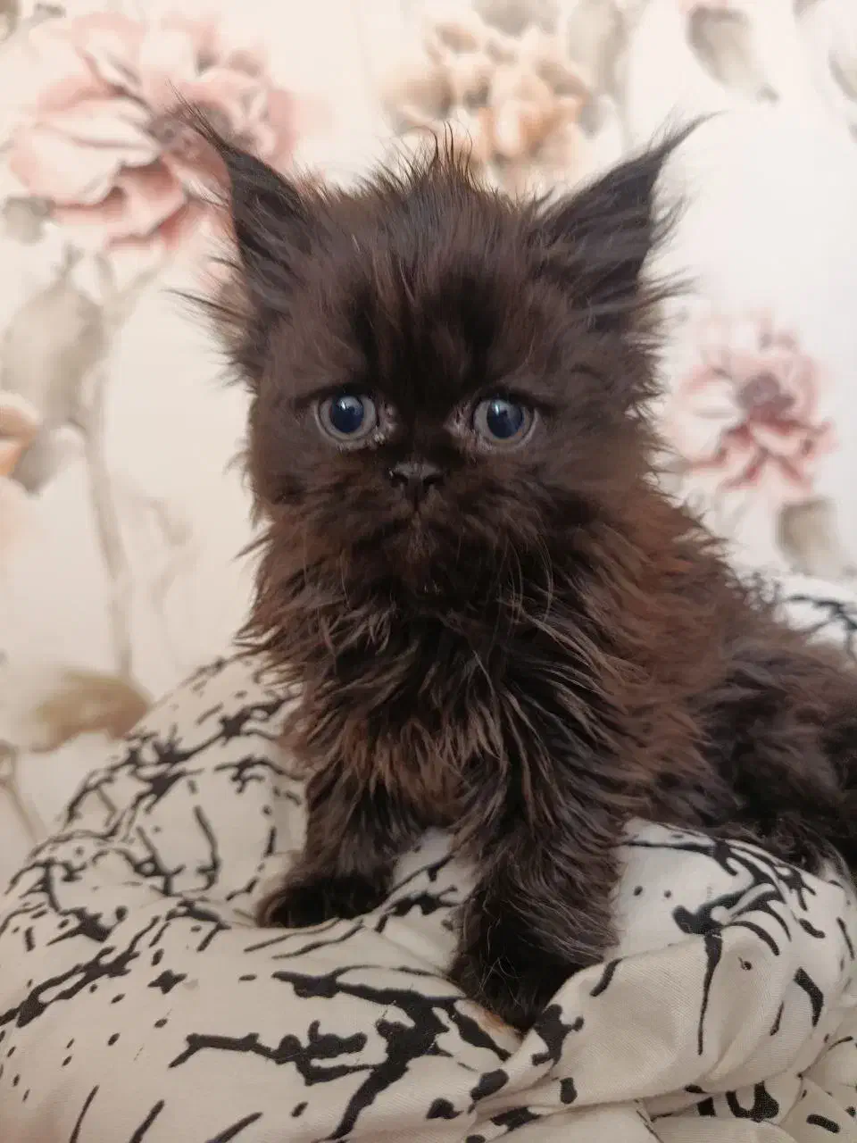 واگذاری پرشین چین چیلا|گربه|اصفهان, مرداویج|دیوار