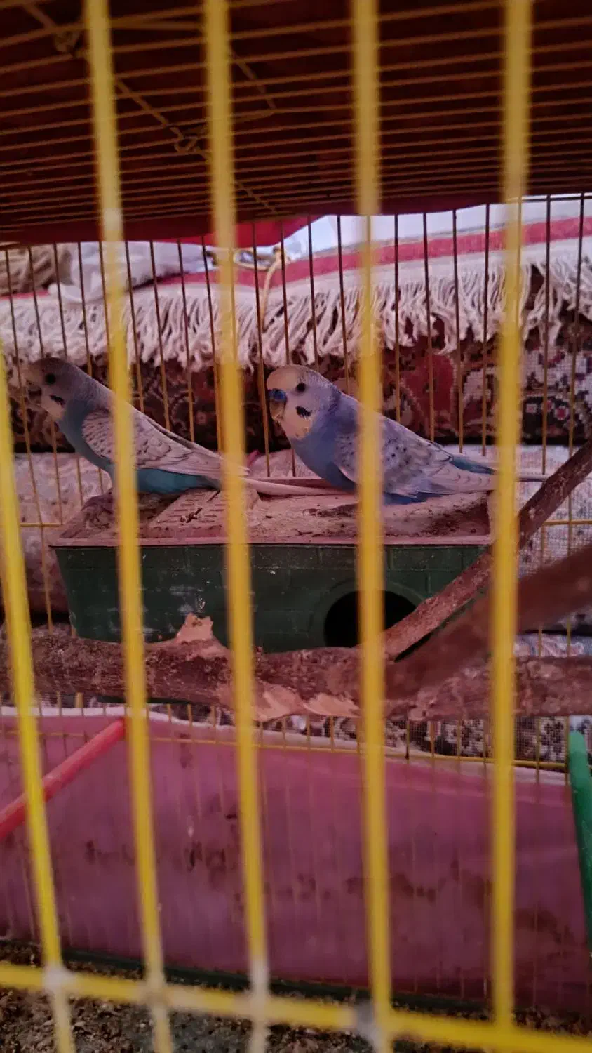 مرغ عشق|پرنده|جیرفت, |دیوار