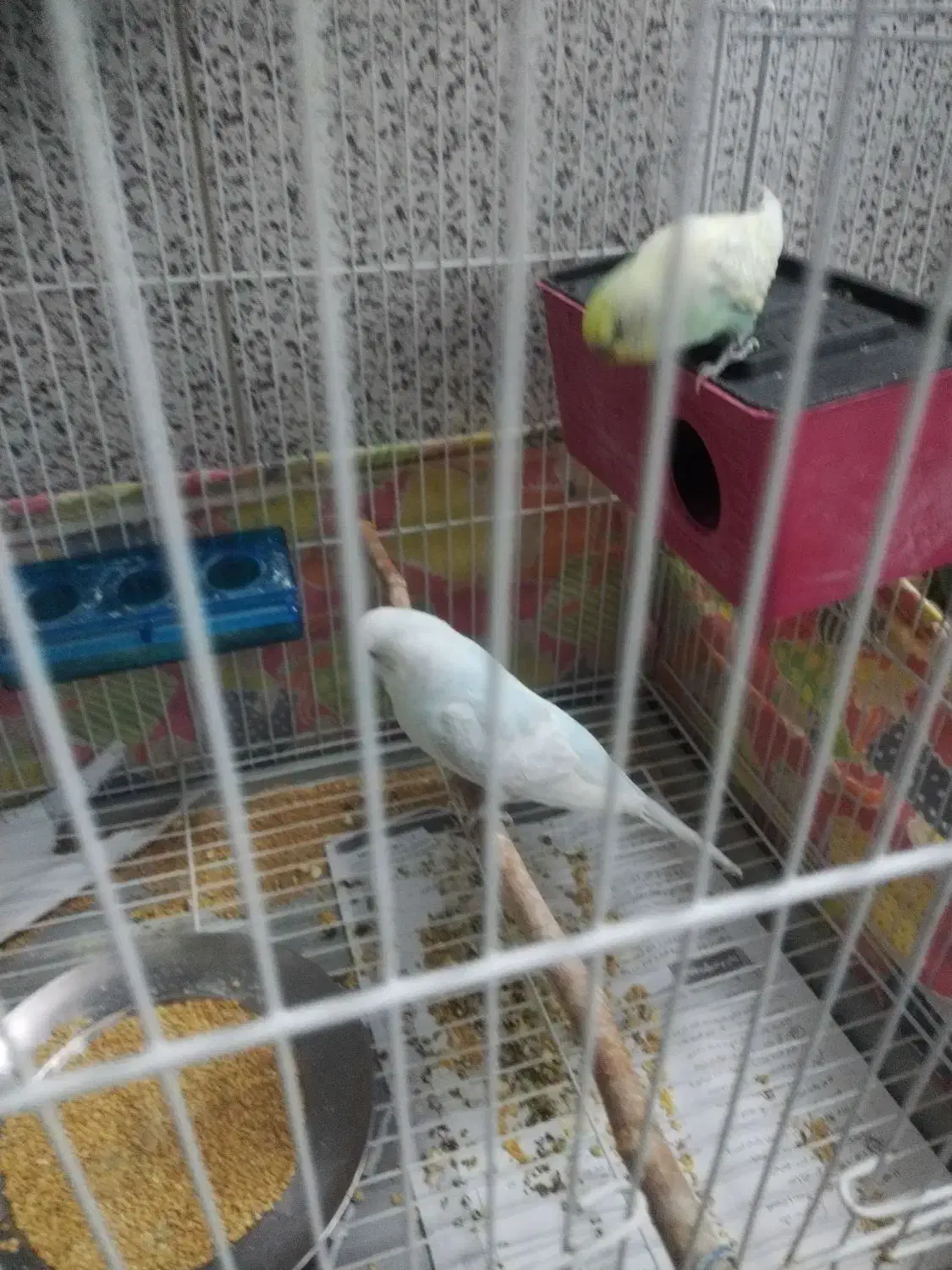 مرغ عشق|پرنده|سبزوار, گلشن|دیوار