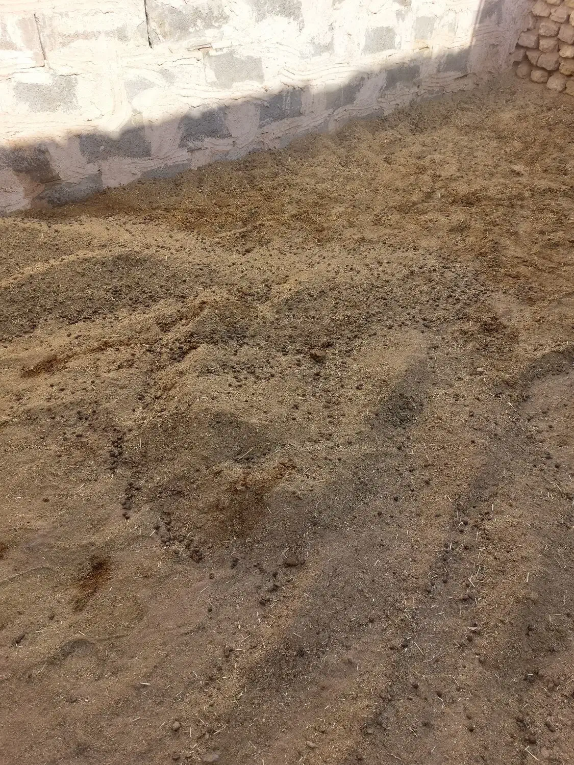 کودگوسفندی|گل و گیاه طبیعی|بافق, |دیوار