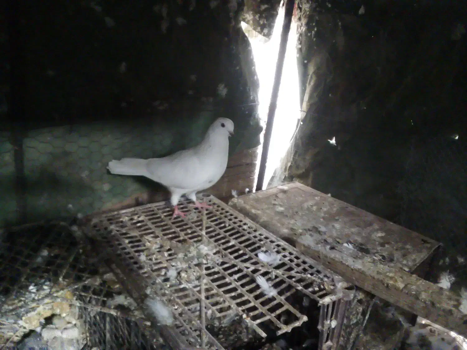 ماده پرشی|پرنده|اردکان, |دیوار