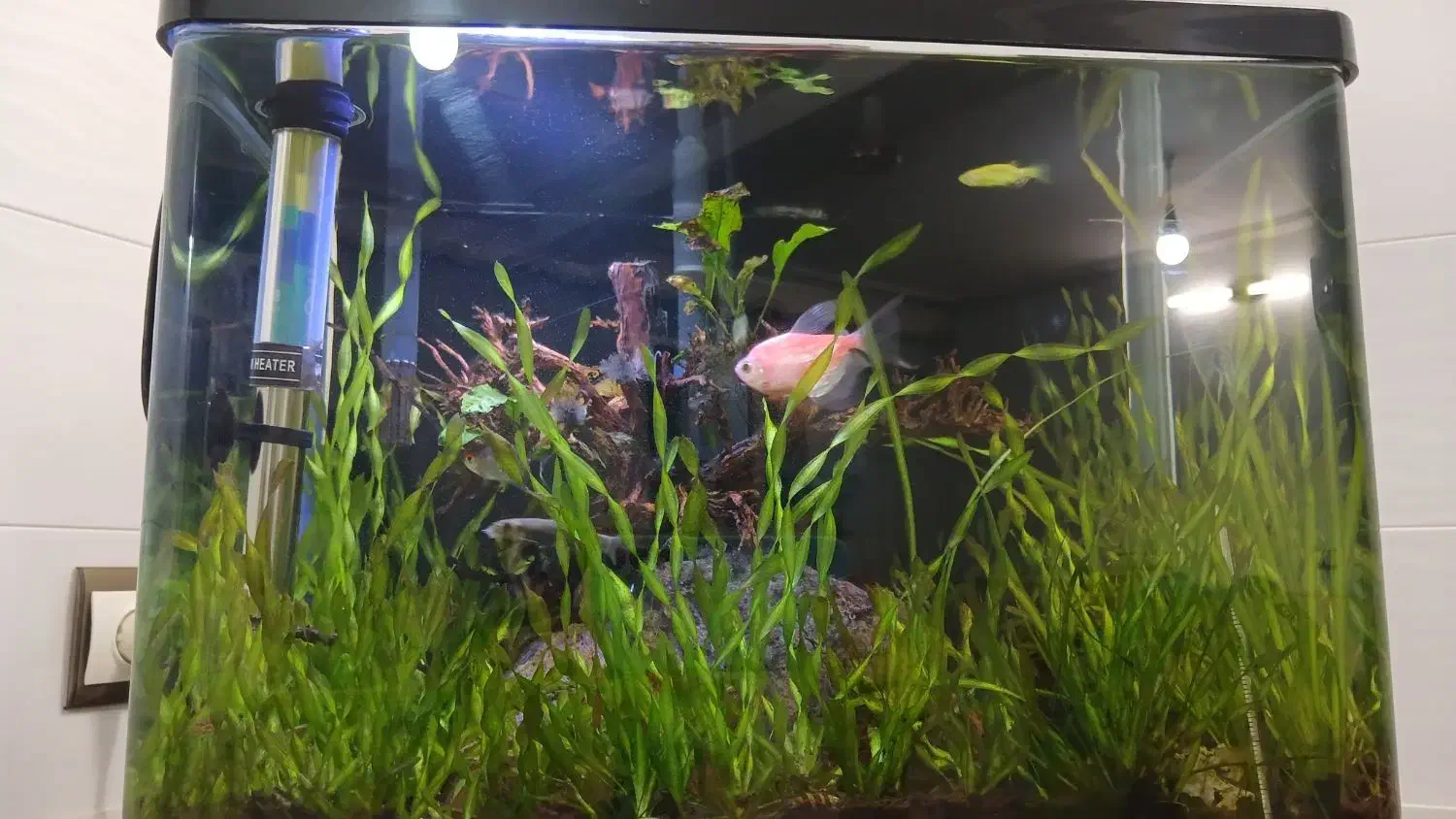 آکواریوم پلنت|ماهی|قم, نخودی|دیوار