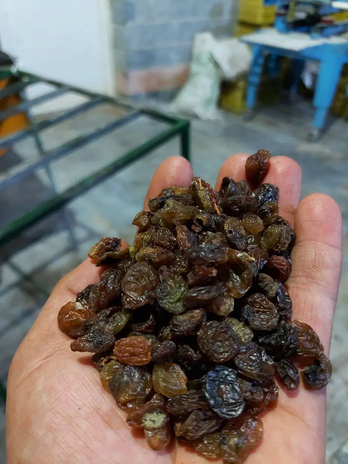 کشمش|عمده‌فروشی|ملایر, |دیوار