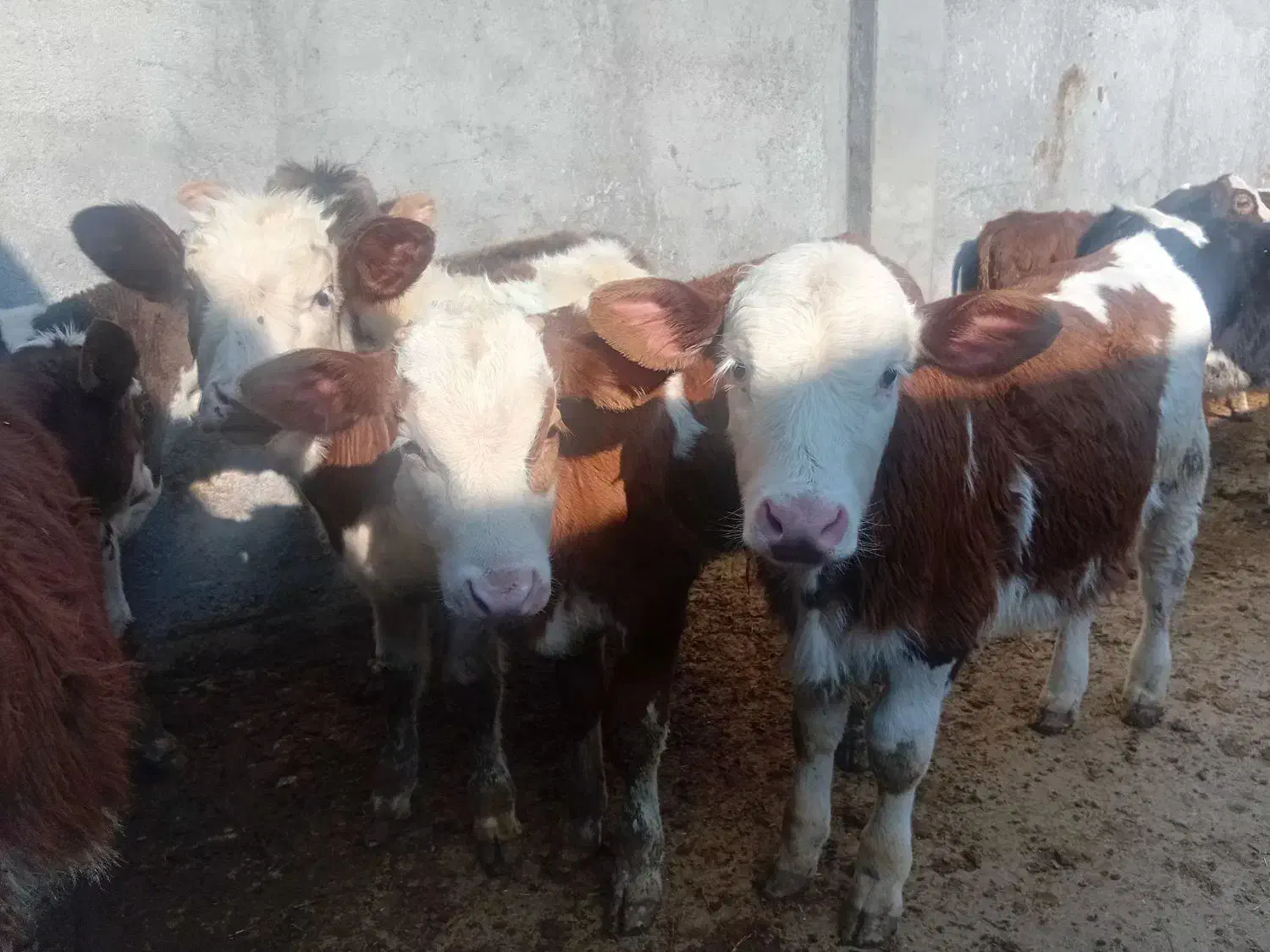 گوساله سیمنتال|حیوانات مزرعه|رامند, |دیوار