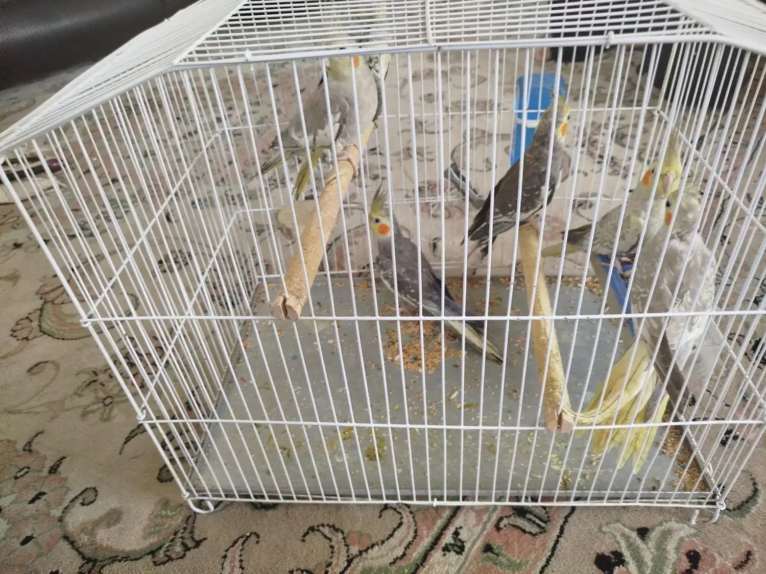 شش عروس هلندی|پرنده|شیراز, شهرک مفتح|دیوار