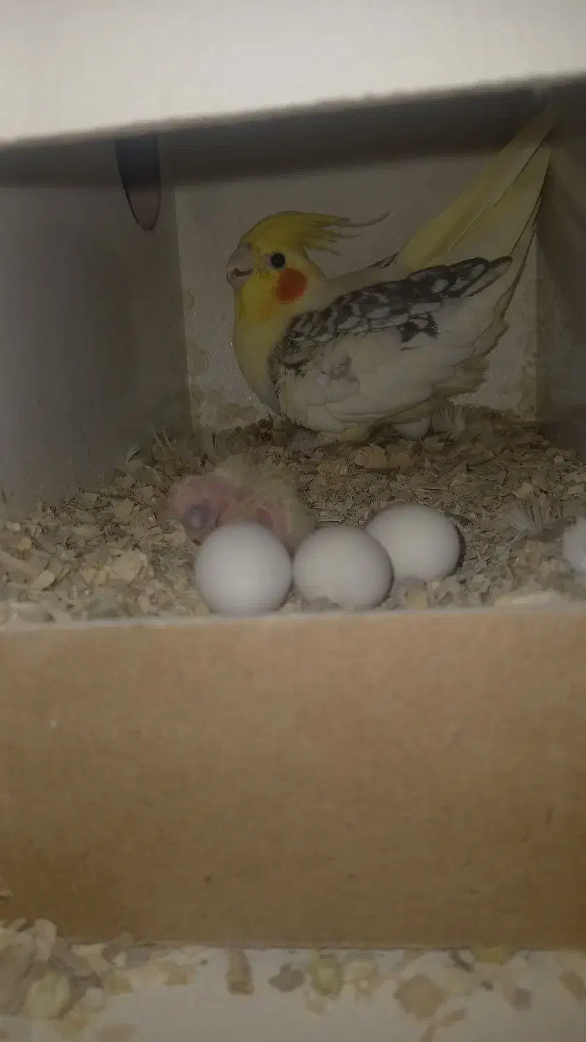 عروس هلندی نر|پرنده|بم, |دیوار