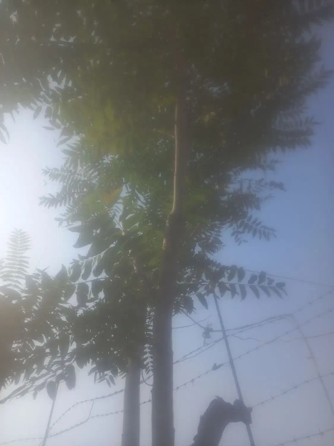 خرید وفروش حمل و بارگیری چوب باغی در محل|خدمات پیشه و مهارت|کردکوی, |دیوار