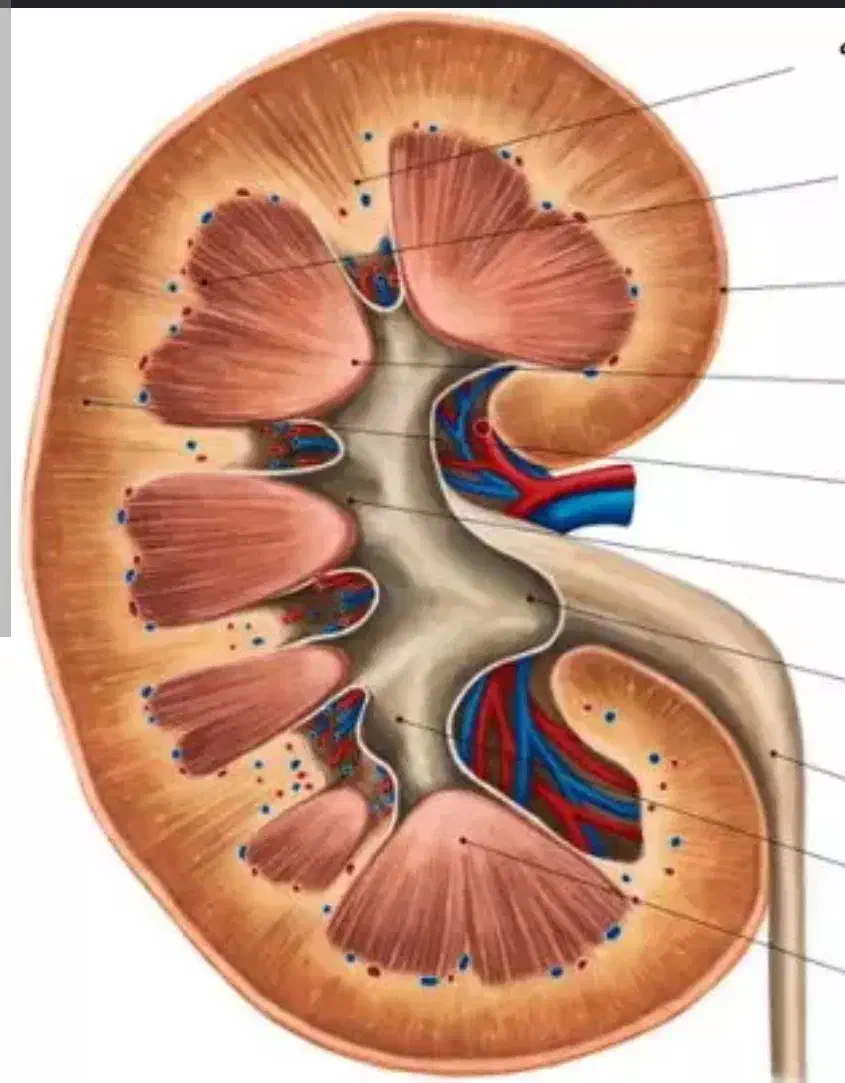 کلیه|فعالیت داوطلبانه|آمل, |دیوار
