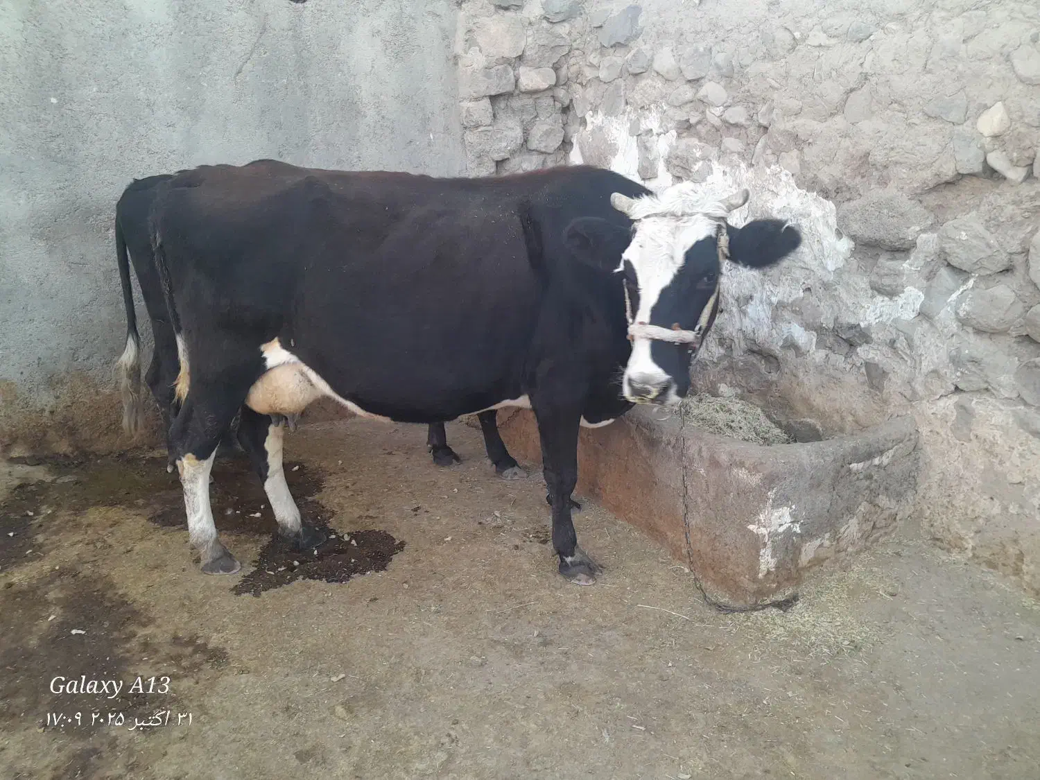 گاو هلشتاین|حیوانات مزرعه|دلبران, |دیوار