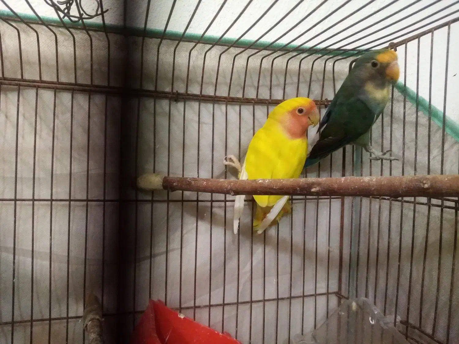 فروش کوتوله برزیلی|پرنده|شیراز, ماه فیروزان|دیوار