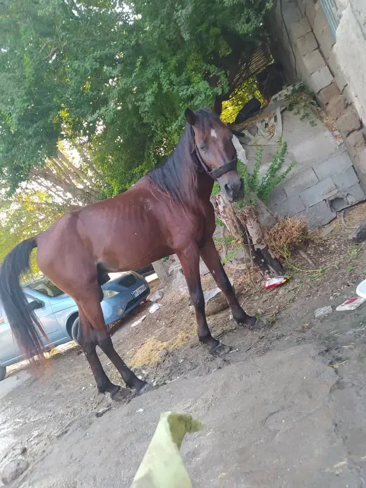 اسب دره شور|اسب و تجهیزات اسبسواری|بندرعباس, |دیوار