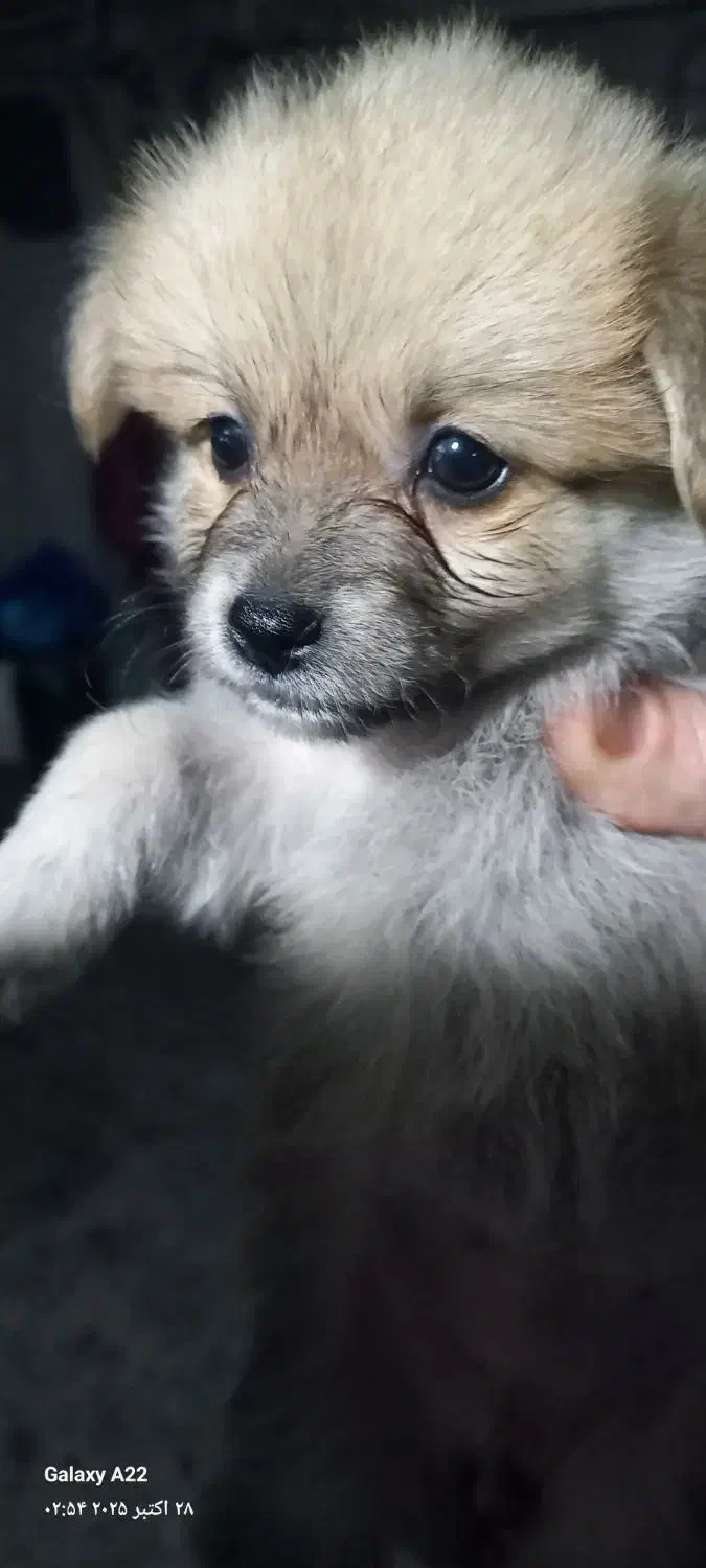 توله پامر سایز ریز خالص|سگ|مشهد, کوی المهدی|دیوار