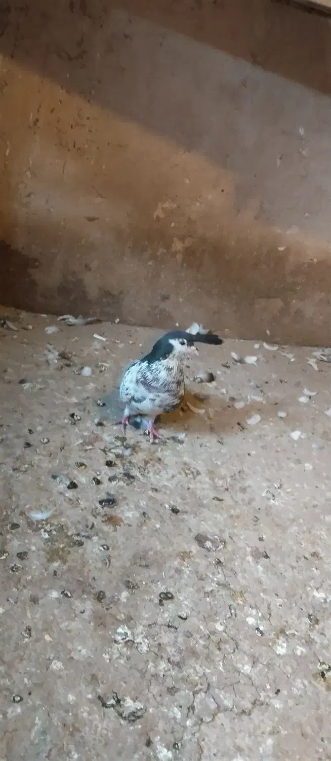 کبوتر|پرنده|تربت‌حیدریه, بالا ولایت|دیوار