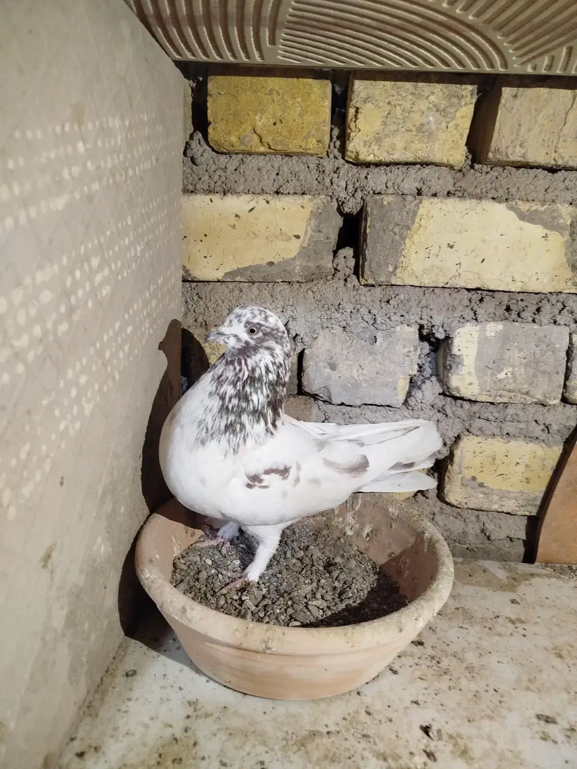 کفتر ساعت بالا|پرنده|کاشان, لتحر|دیوار