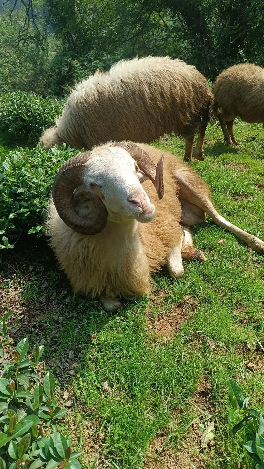 گوسفندای صحرایی به دلیل نبود مکان به فروش می رسد.|حیوانات مزرعه|لنگرود, |دیوار