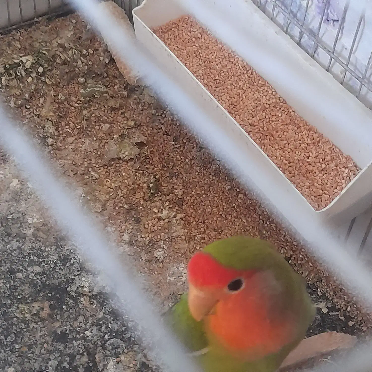 جفت طوطی مولد|پرنده|اندیمشک, |دیوار