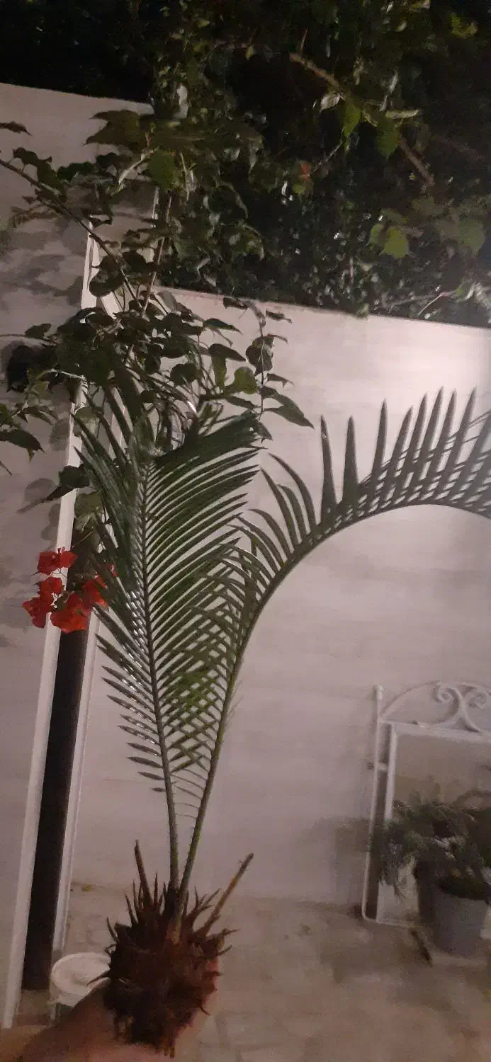 سیکاس ماده بچه زا حنس خوب|گل و گیاه طبیعی|رشت, دیلمان|دیوار