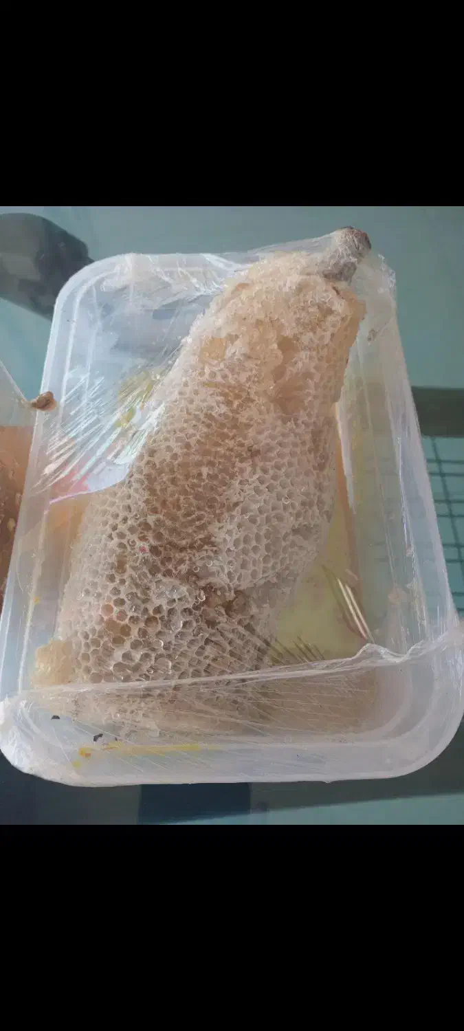 عسل وحشی ،کوهی و صخره ای و درختی زاگرس|خوردنی و آشامیدنی|امیرکلا, |دیوار