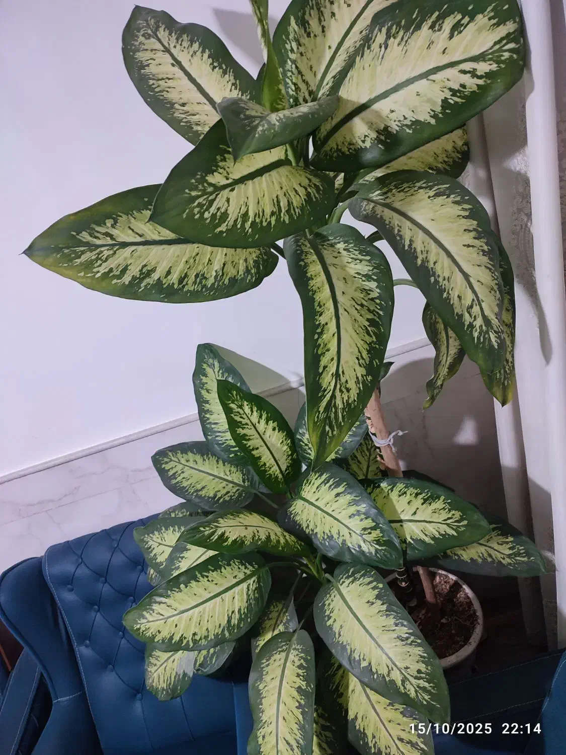 گل دیفن باخیا زیبا سر حال دو متر قد دارد|گل و گیاه طبیعی|قم, امامزاده ابراهیم|دیوار