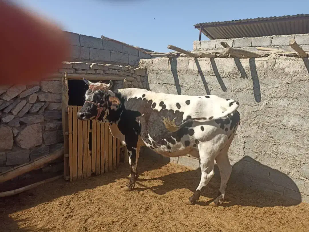گاو شیری|حیوانات مزرعه|سیرجان, |دیوار