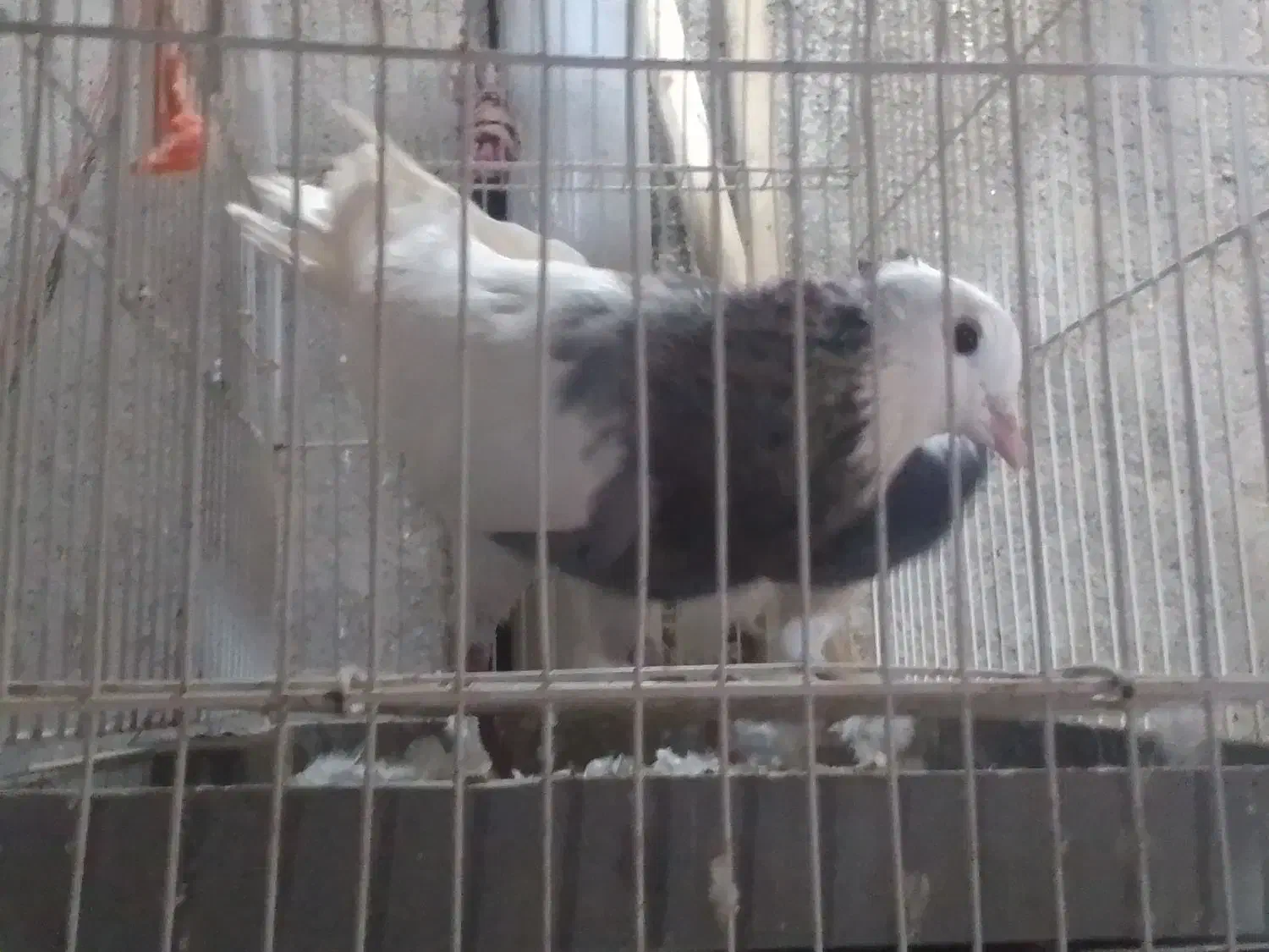 کبوتر .کفتر کاکلی|پرنده|گرگان, |دیوار