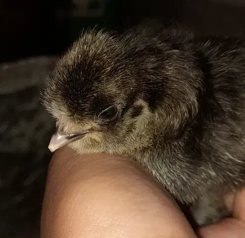 جوجه و نوچه مرندی و لهستانی|حیوانات مزرعه|قم, شهدا|دیوار