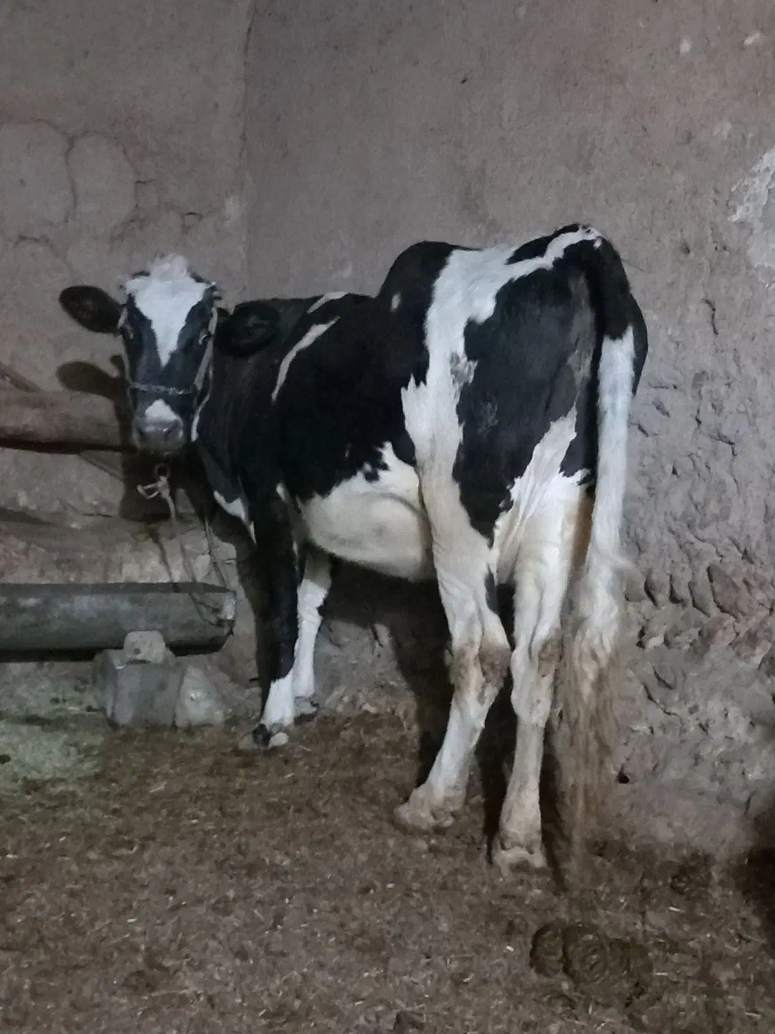 گاو|حیوانات مزرعه|دهگلان, |دیوار