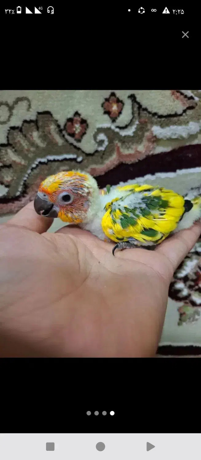 طوطی خورشیدی پشت زرد|پرنده|سنندج, |دیوار