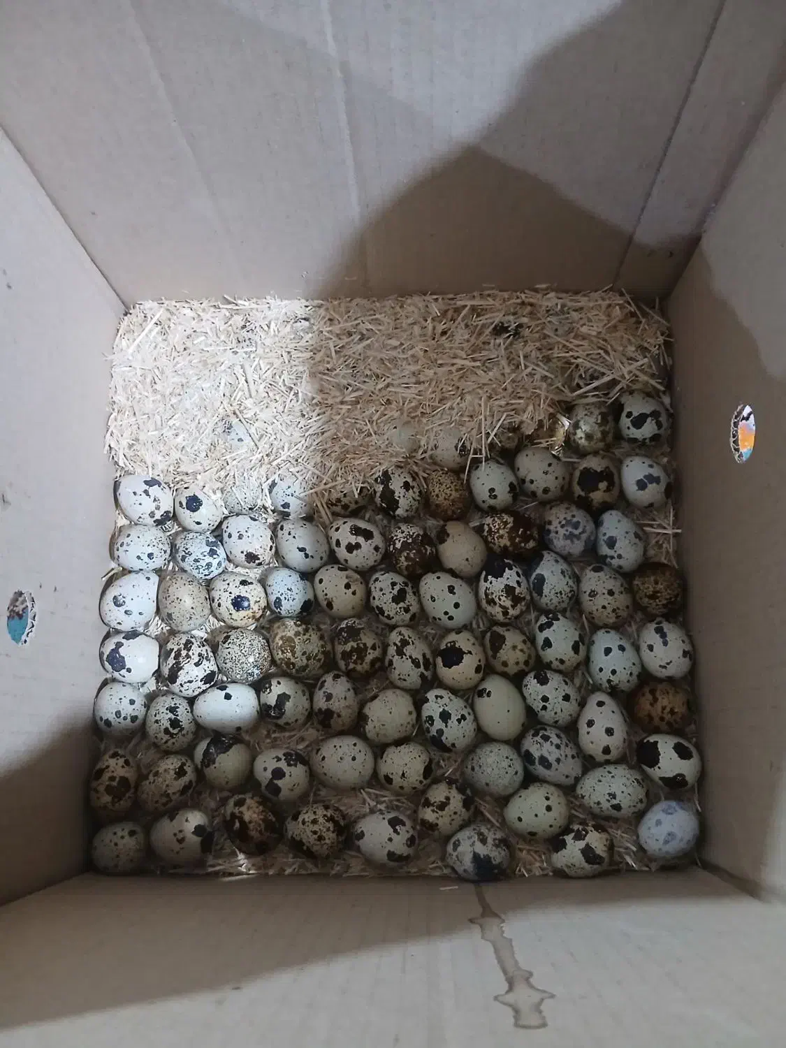 تخم بلدرچین نطفه دارضمانتی 5هزار بلدرچین بالغ75|حیوانات مزرعه|زاهدان, |دیوار