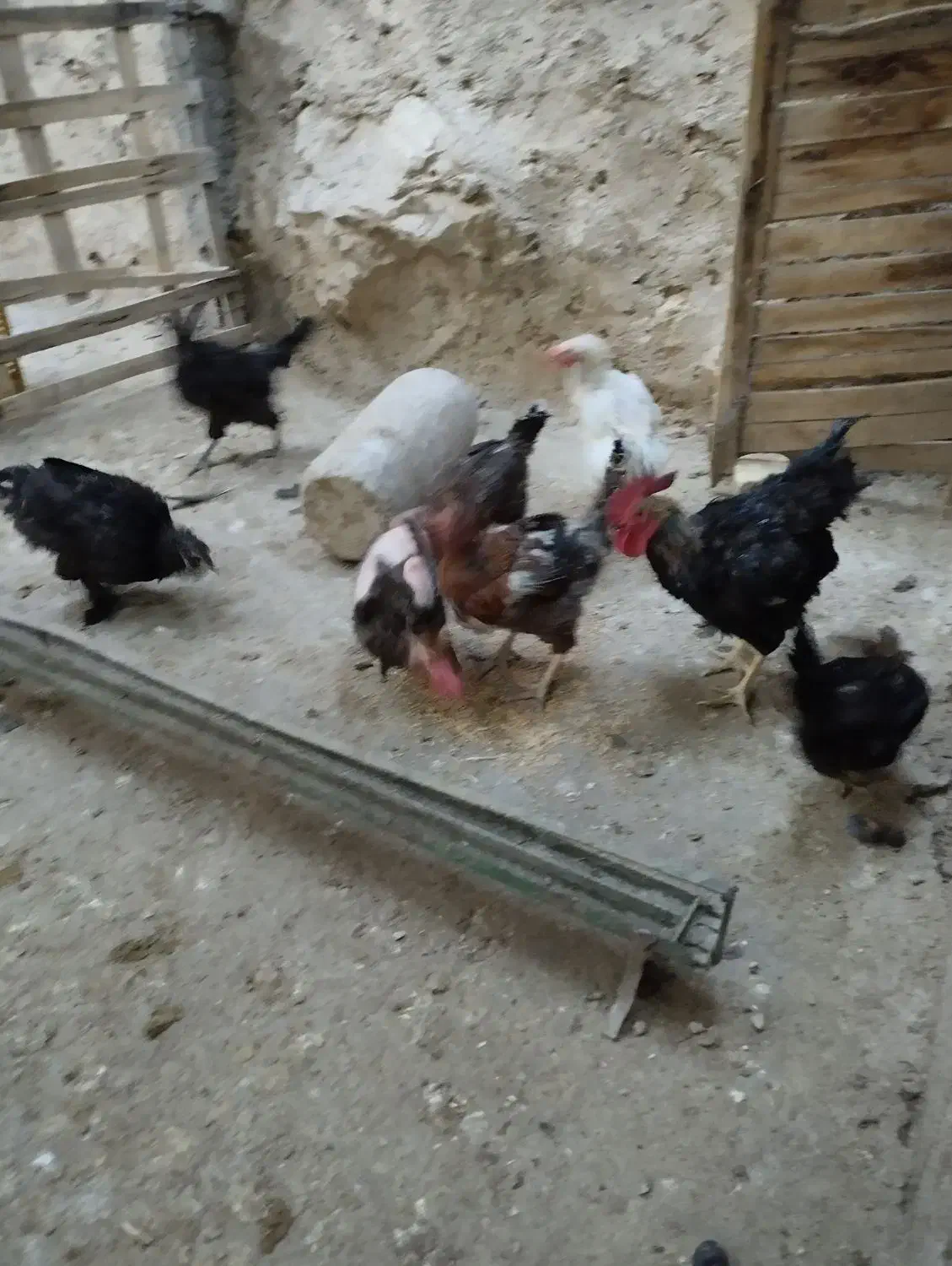 مرغ و خروس|حیوانات مزرعه|سیدان, |دیوار